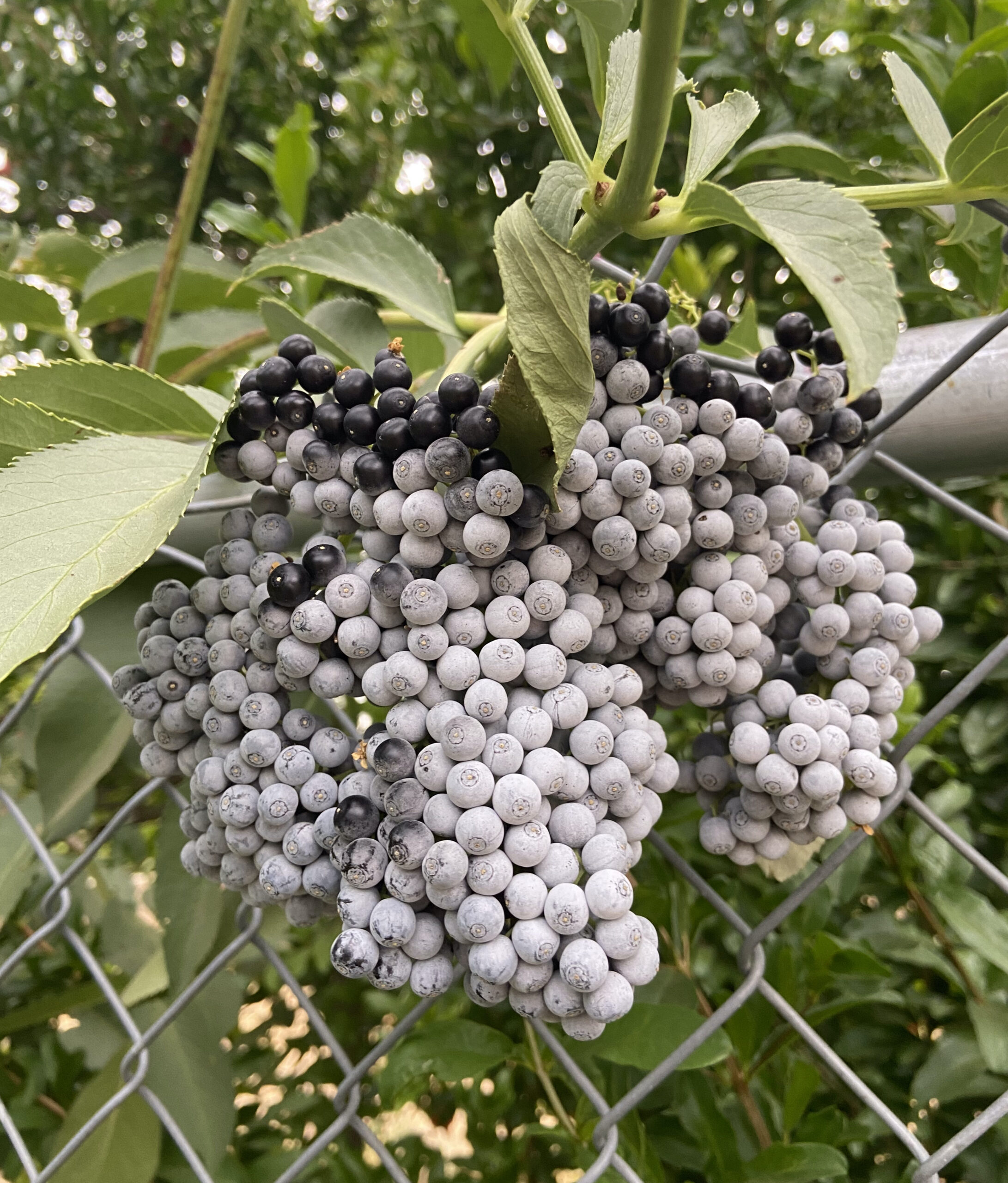 Ch'iwhiwh, Elderberries